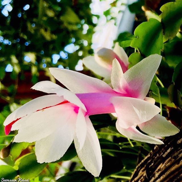  flower  today ...
