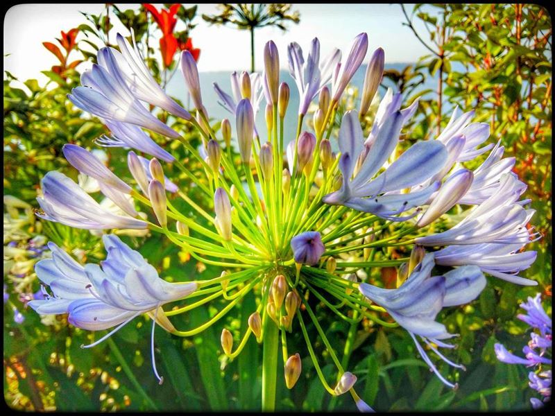  flower  violet  greenish  nature   blossom  blossoming  spring  lebanon ...