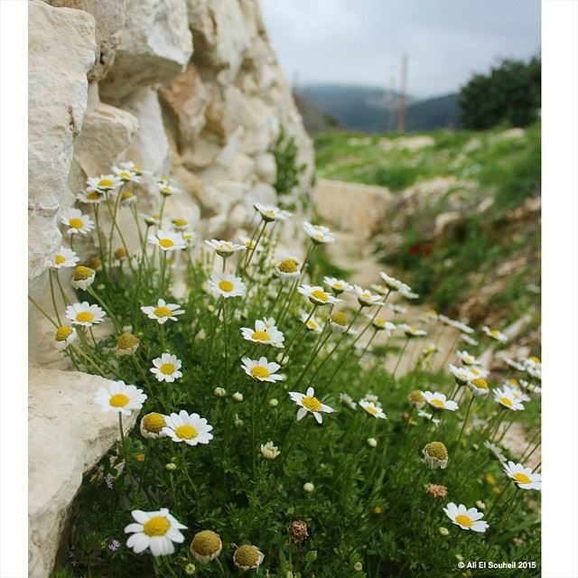  flower  white  flowers  colors  spring  rock  wall  lebanon  colorful ...