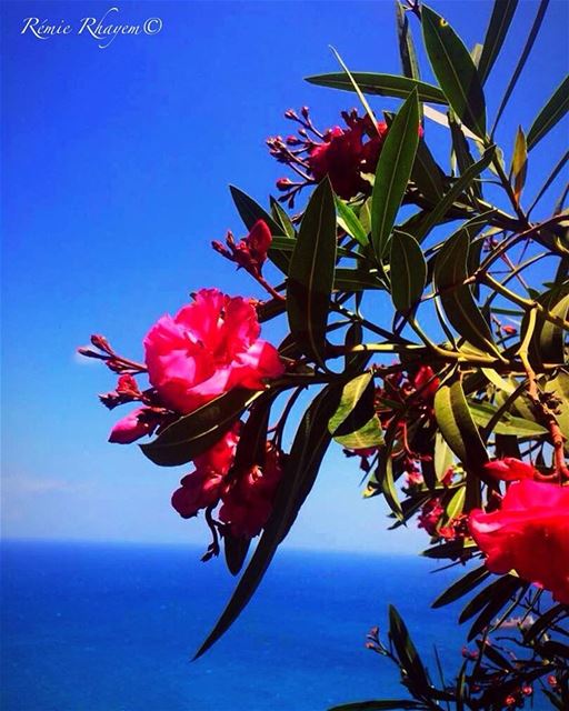 ~  flower with a  view ~✌🏼 (Chekka)