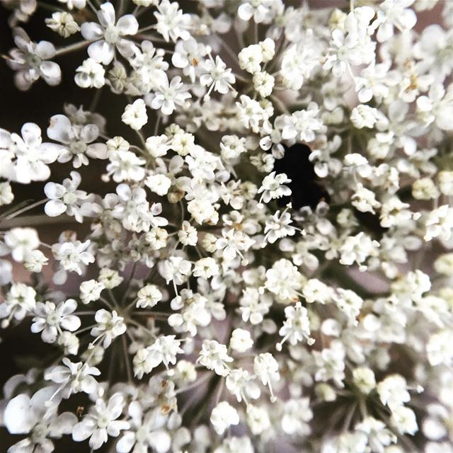  flowers  background  lebanon ...