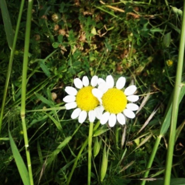 flowers daisy nature spring fleurs