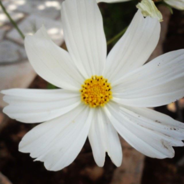 flowers daisy nature