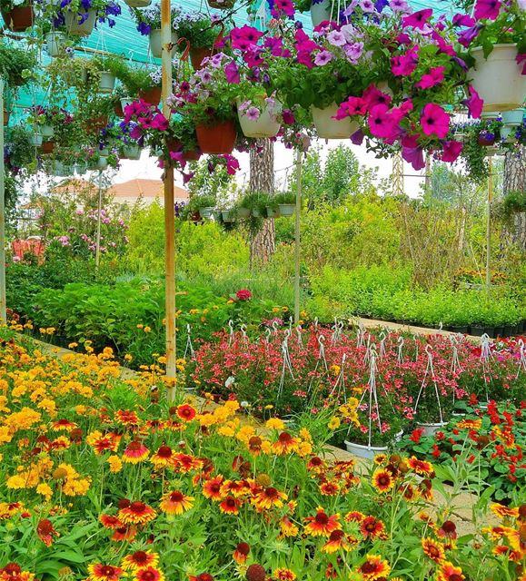 Flowers everywhere 😍💐🍁🌸🌷 lebanon  nature  naturelovers  natureporn ... (Hammana)