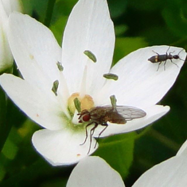 flowers fleurs natureinsect insecte