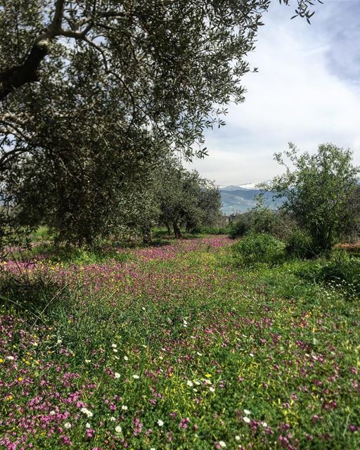  flowers  flower  petal  nature  beautiful  love  pretty  plants  sopretty... (Mount Lebanon Governorate)