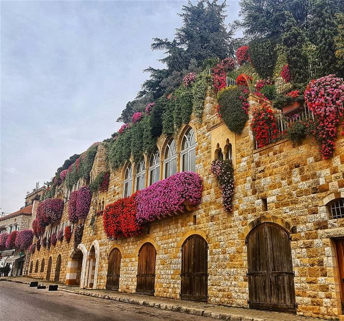  flowers  flower  petal  petals  nature  beautiful  love  pretty  plants ... (Broummâna, Mont-Liban, Lebanon)