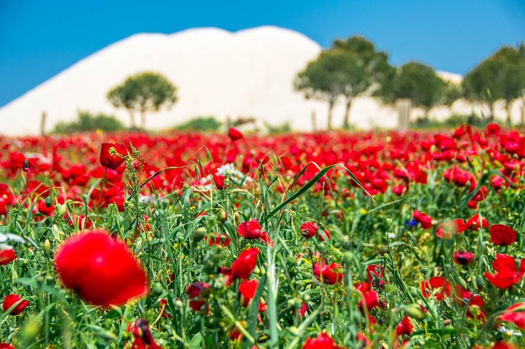🌷🌷🌷..... flowers flower red green nature naturephotography... (Aakar, Liban-Nord, Lebanon)