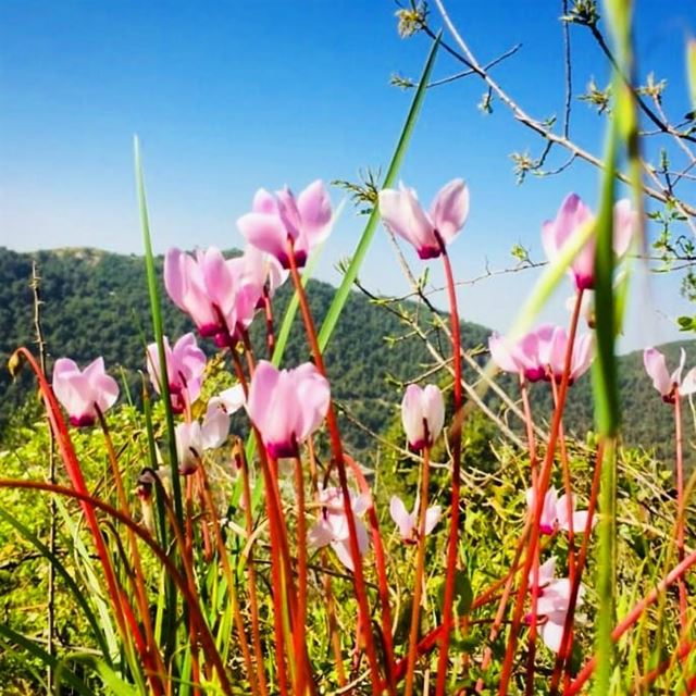  flowers ,  freshair and  sunshine are  hardtobeat .. kobayat  akkar ... (`Akkar, Liban-Nord, Lebanon)