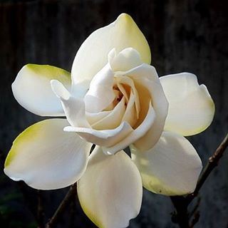  flowers  gardenia  white  color  nature  photos  pics  photography ...