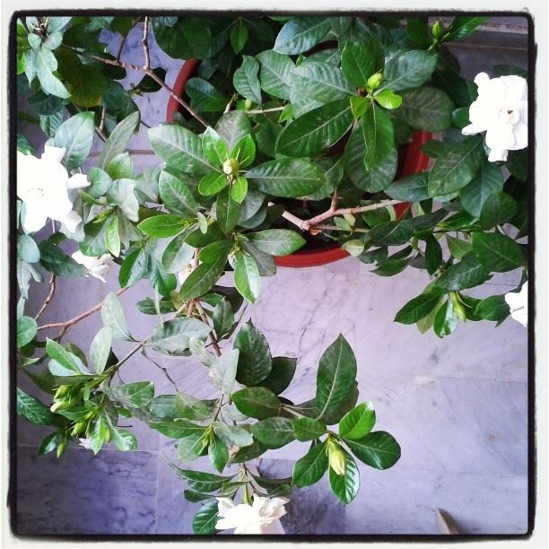 flowers  gardenia