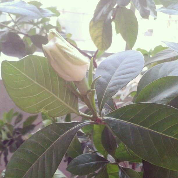 flowers  gardenia