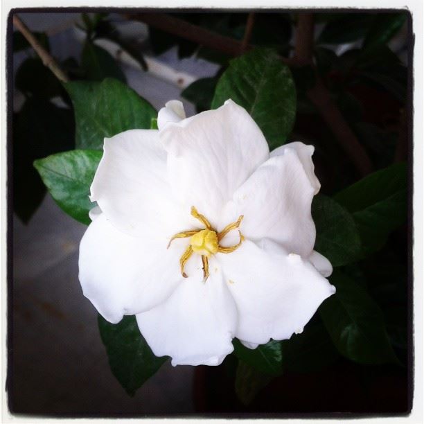 flowers gardenia