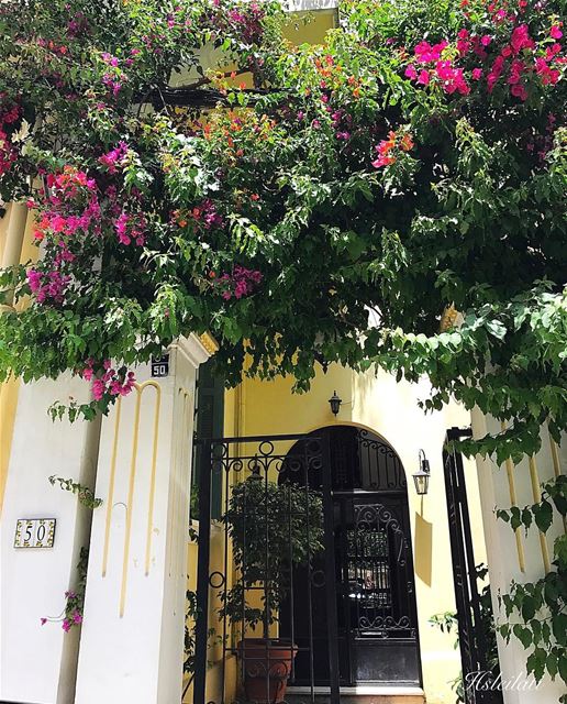 Flowers 🌺 good morning 🌺❤️🌹🌸 ig_lebanon  lebanontimes  libeirut ... (Tabaris)