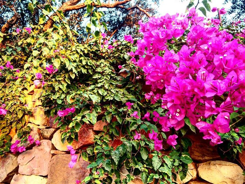 🌺🌸🏵🌼🌹 flowers last days of summer lebanon livelovelebanon... (Aïn Saadé)
