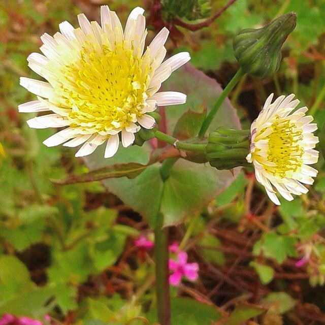 flowers loves_flowers_ nature fleurs spring springspirit garden