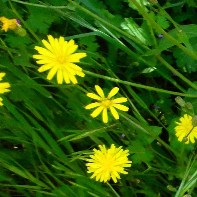 flowers loves_flowers_ natureshots garden
