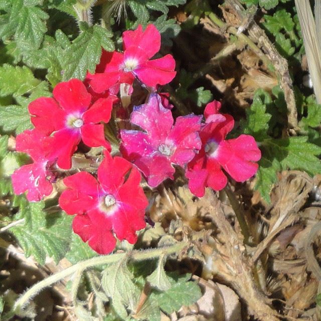flowers loves_flowers_