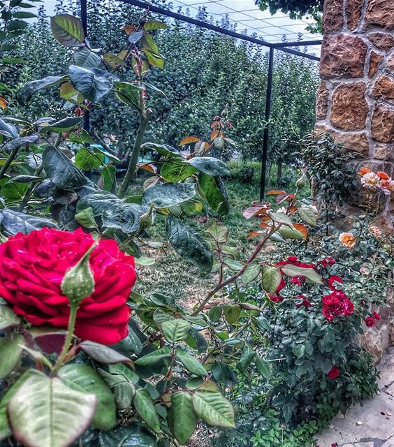 Flowers mode 🌺.. flowers flowerstagram  flowerslovers  instalebanon... (Mount Lebanon Governorate)