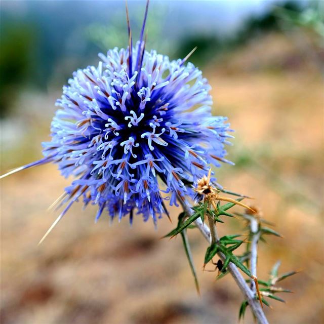  flowers  naturephotography  nature  lebanon_hdr  lebanoninpicture  leb ... (Ehmej, Mont-Liban, Lebanon)