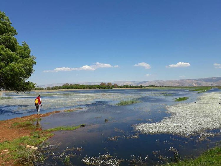 Flowers on lake phenomenon lebanon  nature  landscape  forest  trekking ...