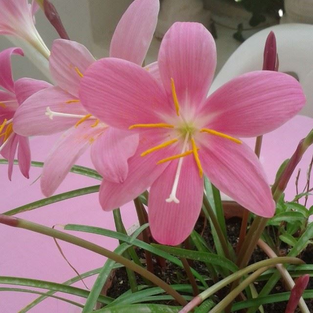 flowers pink fleurs nofilter