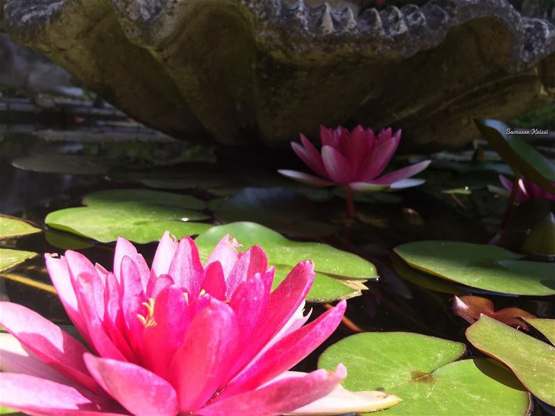  flowers  pink  lotus ...