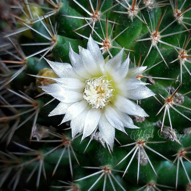  flowers  plant  plants  flower  lebaneseinstagram  lebanonspotlights ...