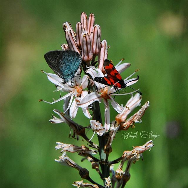  flowers  plant  plants  flower  lebaneseinstagram  lebanonspotlights ... (Baakline, Mont-Liban, Lebanon)