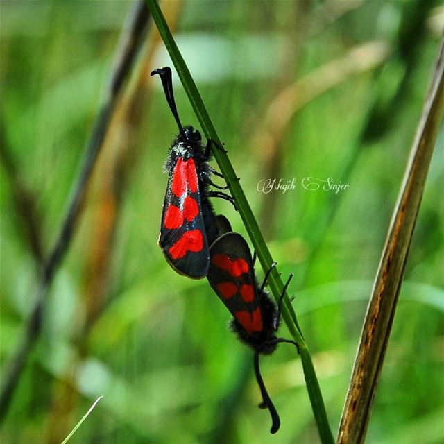  flowers  plant  plants  flower  lebaneseinstagram  lebanonspotlights ...