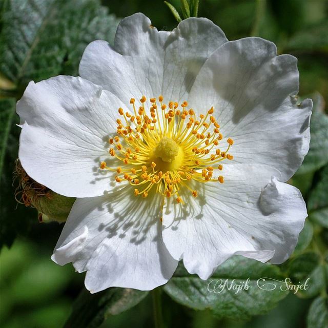  flowers  plant  plants  flower  lebaneseinstagram  lebanonspotlights ...