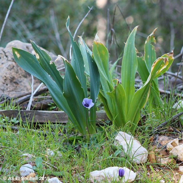  flowers  plants  nature  lebanese  south_lebanon  southlebanon  lebanon ...