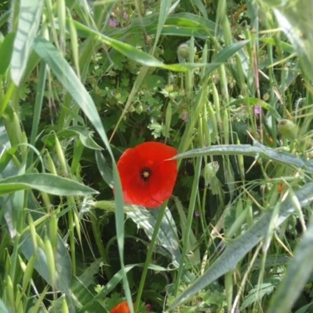 flowers poppy coquelicot herbs