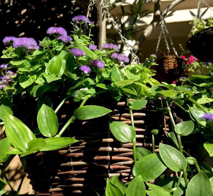  flowers  purple  today  mygarden ...