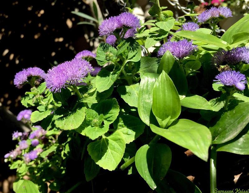  flowers  purple  today...
