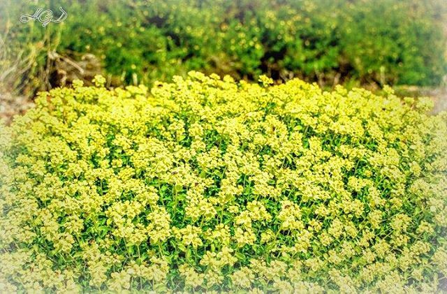  flowers  rose  roses  mountain  natural  veiw  yellow  green  instayellow...