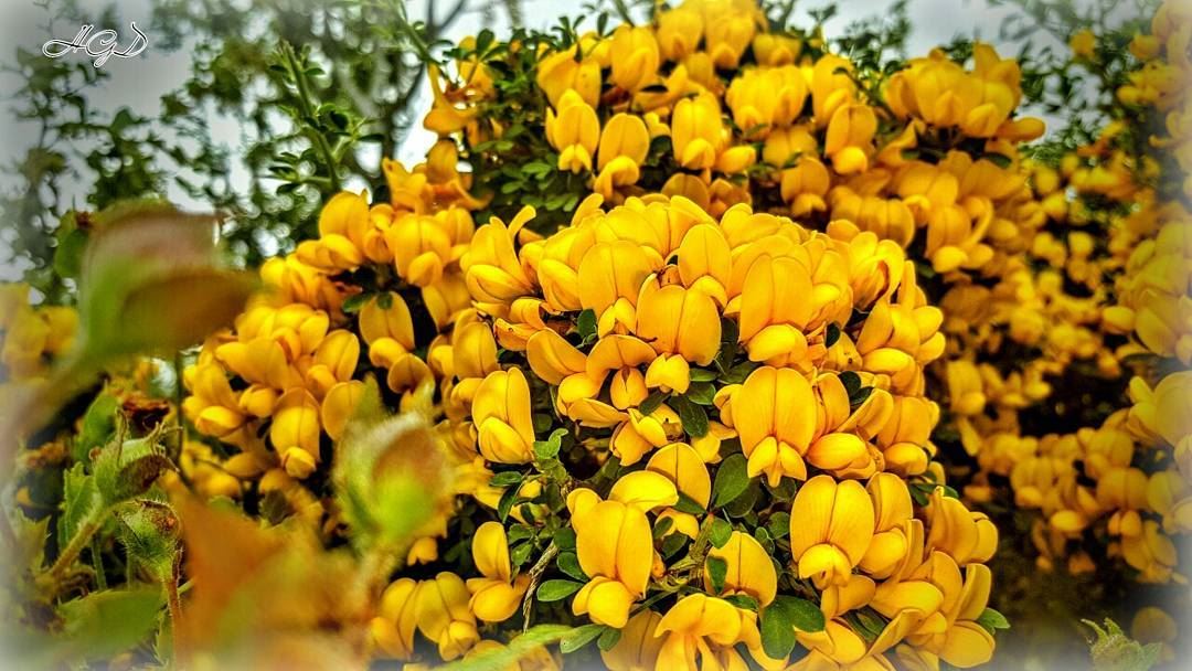  flowers  rose  roses  yellow  green  instayellow  instagreen  instaflower... (Hardîne, Liban-Nord, Lebanon)