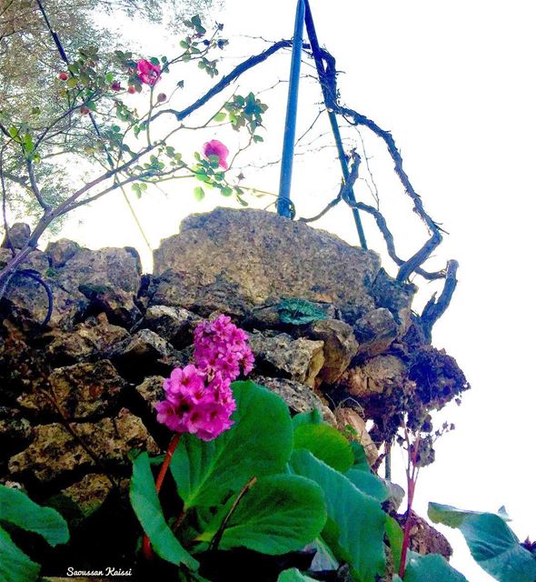  flowers  roses  pink  stones  village  lebanon  simplicity ...