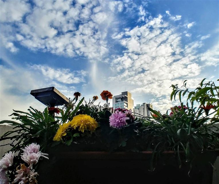 Flowers & Sky!By  Ghassan_Yammine  skydiving  skyline  skyporn ... (Beirut, Lebanon)