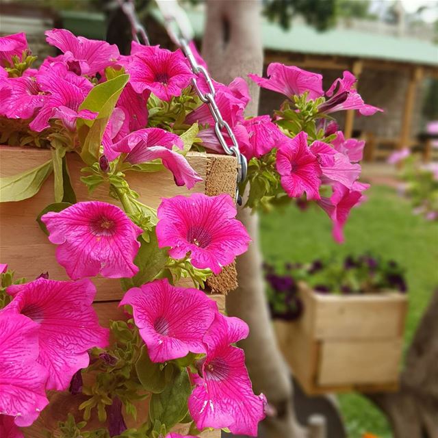  flowers springbreak...