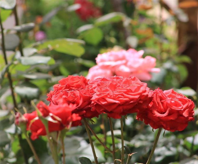  flowers  vibes  morning  views  instalike  life  nice  instalove ...