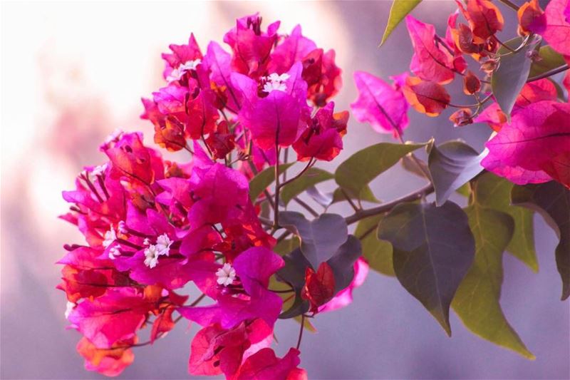  flowers village southern lebanon nature lebanon_hdr lebanon_hdr... (`Aynata, Al Janub, Lebanon)