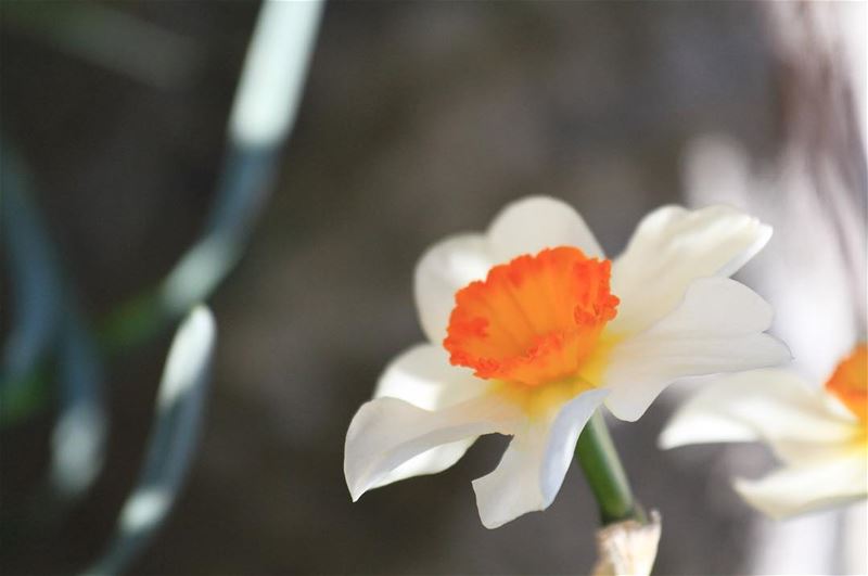 Flowers were blooming in  akkar  stage4 Tag a friend who loves flowers... (`Akkar, Liban-Nord, Lebanon)