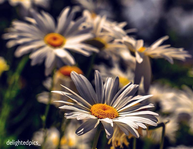  flowers  white  yellow  zouk  lebanon ...