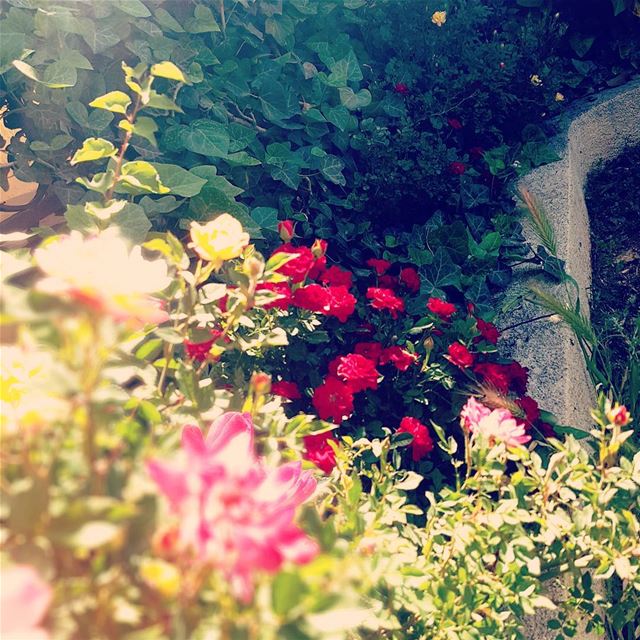  flowers...
