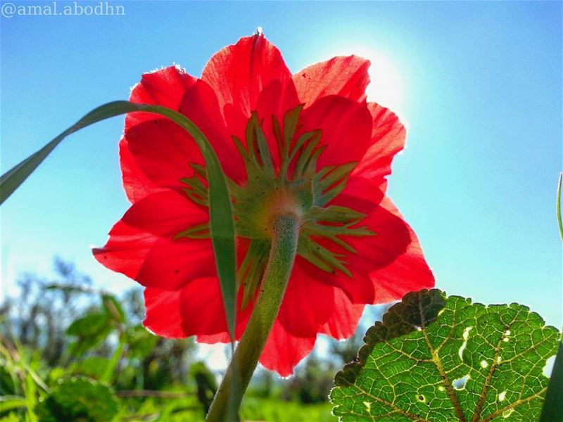 🌷🍃📷👌 flowershot  flower  flowerslovers  flowerlovers  greenleaves ...