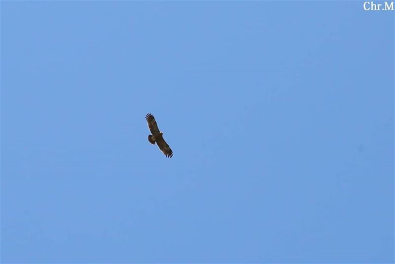 Fly Bird Fly...  JabalMoussa  unescomab  unesco  biospherereserve ...