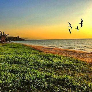 fly bird, fly...