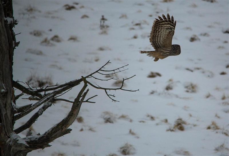 Fly me to the woods...shot in  romania  poianabrasov  owl  natgeo ...