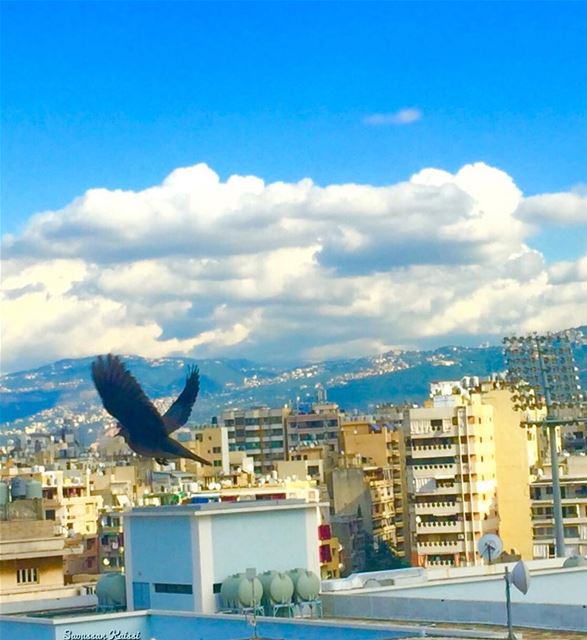  flying  freedom  sky  clouds  beirut ...
